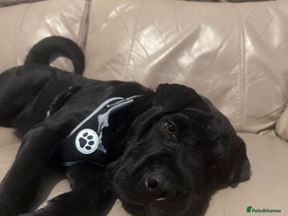 Shar Pei dogs - Advert 22