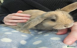 Mini Lop rabbits for sale: 4 gorgeous mini lop boys - Image 3