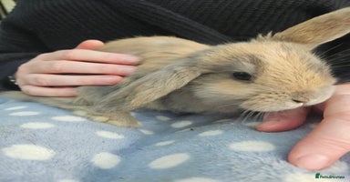 Mini Lop rabbits - Advert 11