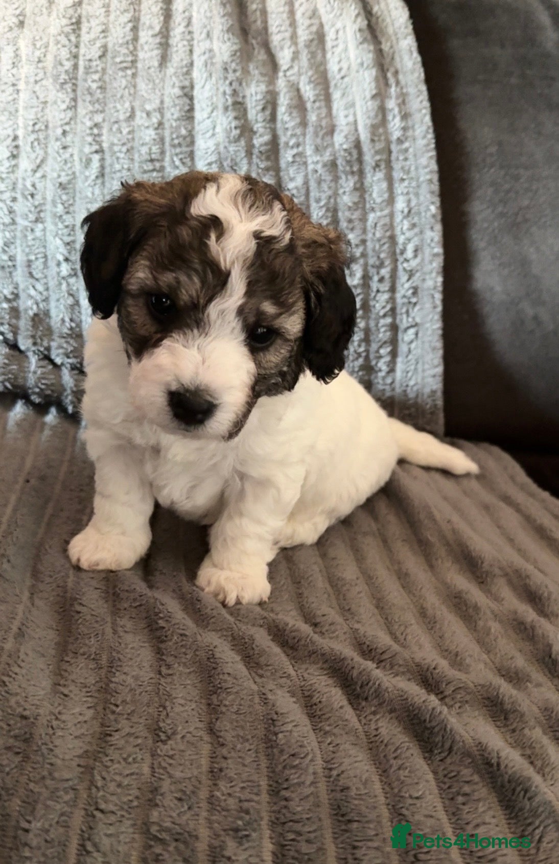 Jackapoo dogs Gorgeous Jackapoo Puppy ONE BOY LEFT  - Advert 9