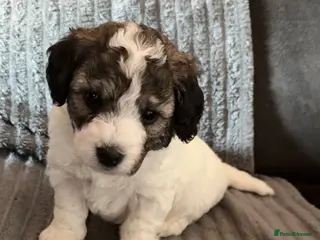 Jackapoo dogs Gorgeous Jackapoo Puppy ONE BOY LEFT - Advert 4