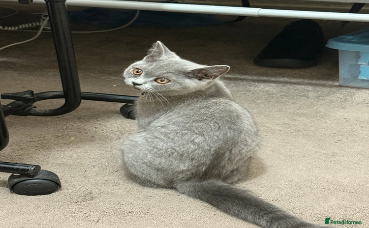 British Shorthair cats - Advert 1