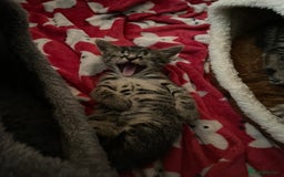 British Shorthair cats for sale: BEAUTIFUL BRITISH SHORT HAIRS - Image 10