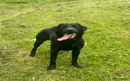 Labrador Retriever dogs for stud: Diesel  - Image 4