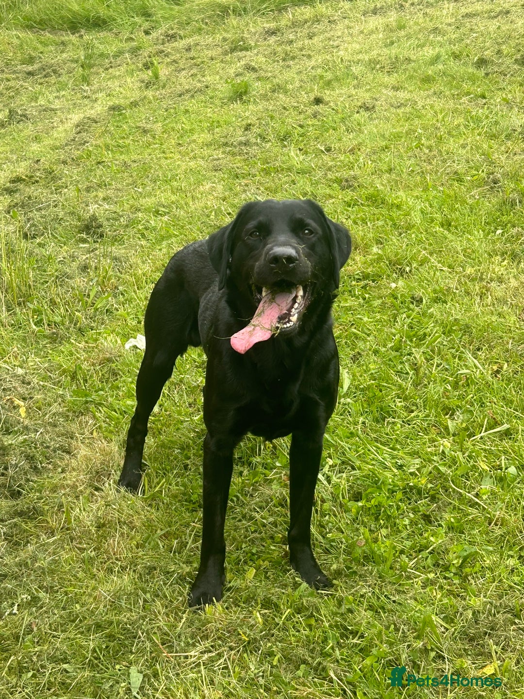 Labrador Retriever dogs for stud: Diesel  - Image 4