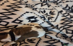 Shih Tzu dogs for sale: 5 stunning kc registered shih tzu pups - Image 7