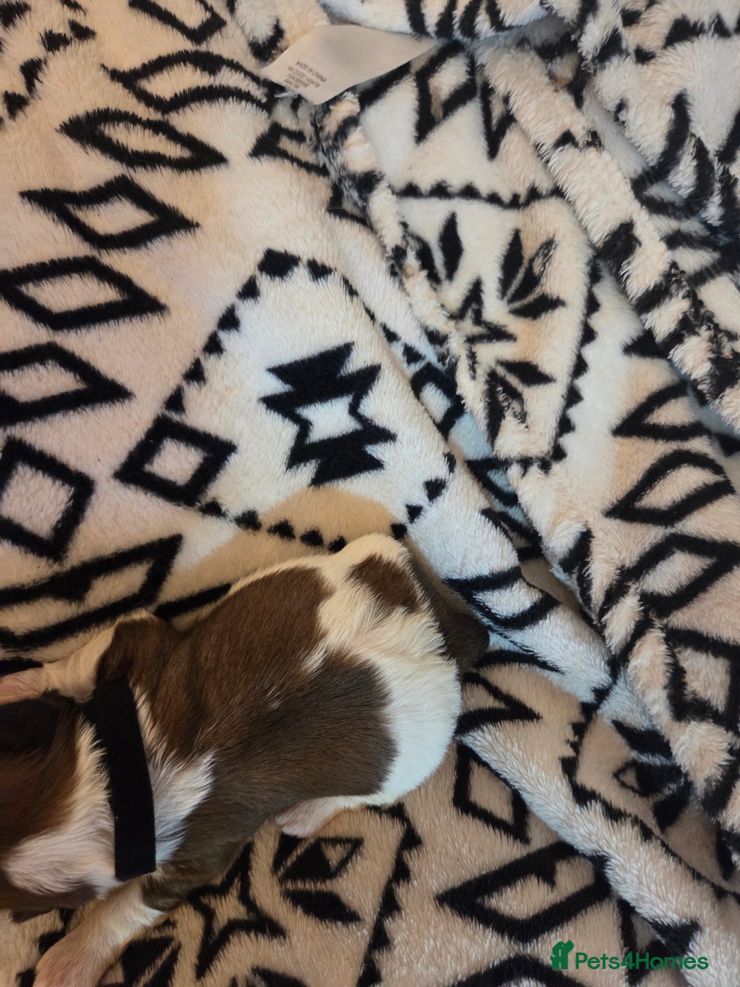 Shih Tzu dogs for sale: 5 stunning kc registered shih tzu pups - Image 7