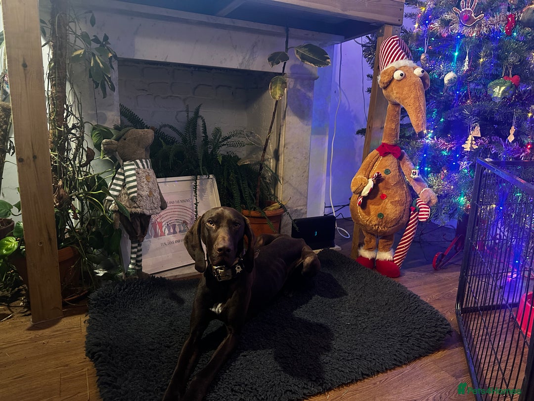 German Shorthaired Pointer dogs for sale: German shorthaired pointer pups - Advert 2