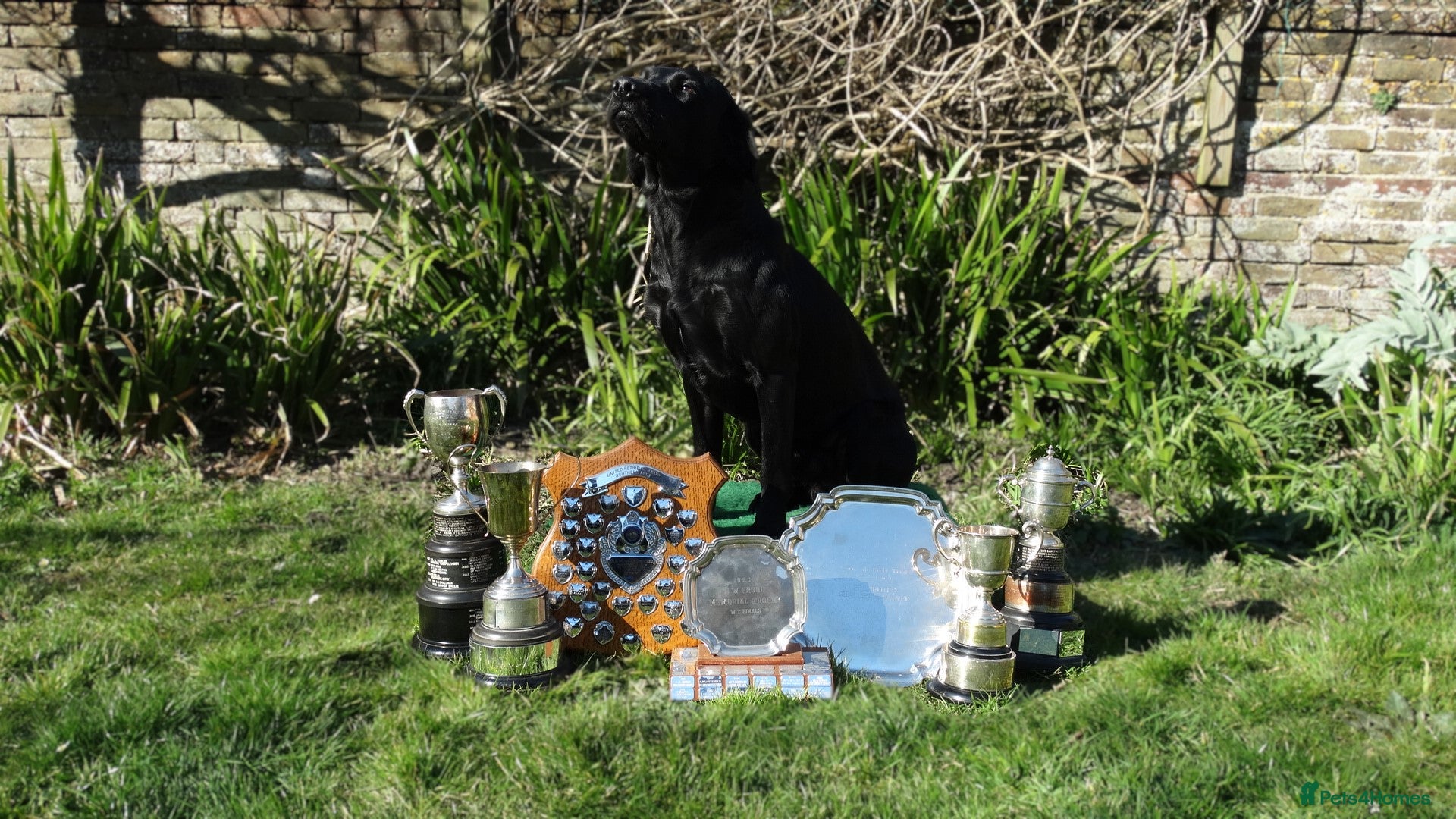 Labrador Retriever dogs FTCH Sired, K C Reg, Extensively Health Tested - Advert 1