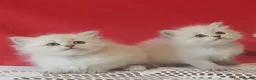 Siberian cats for sale: GCCF Registered Siberian Kitten For Sale  - Advert 8