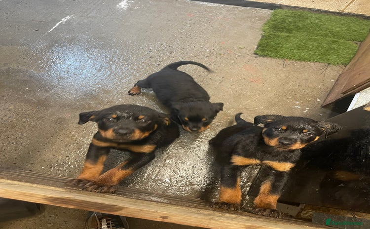 Rottweiler dogs - Advert 3