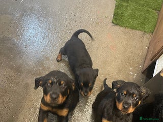Rottweiler dogs - Advert 3