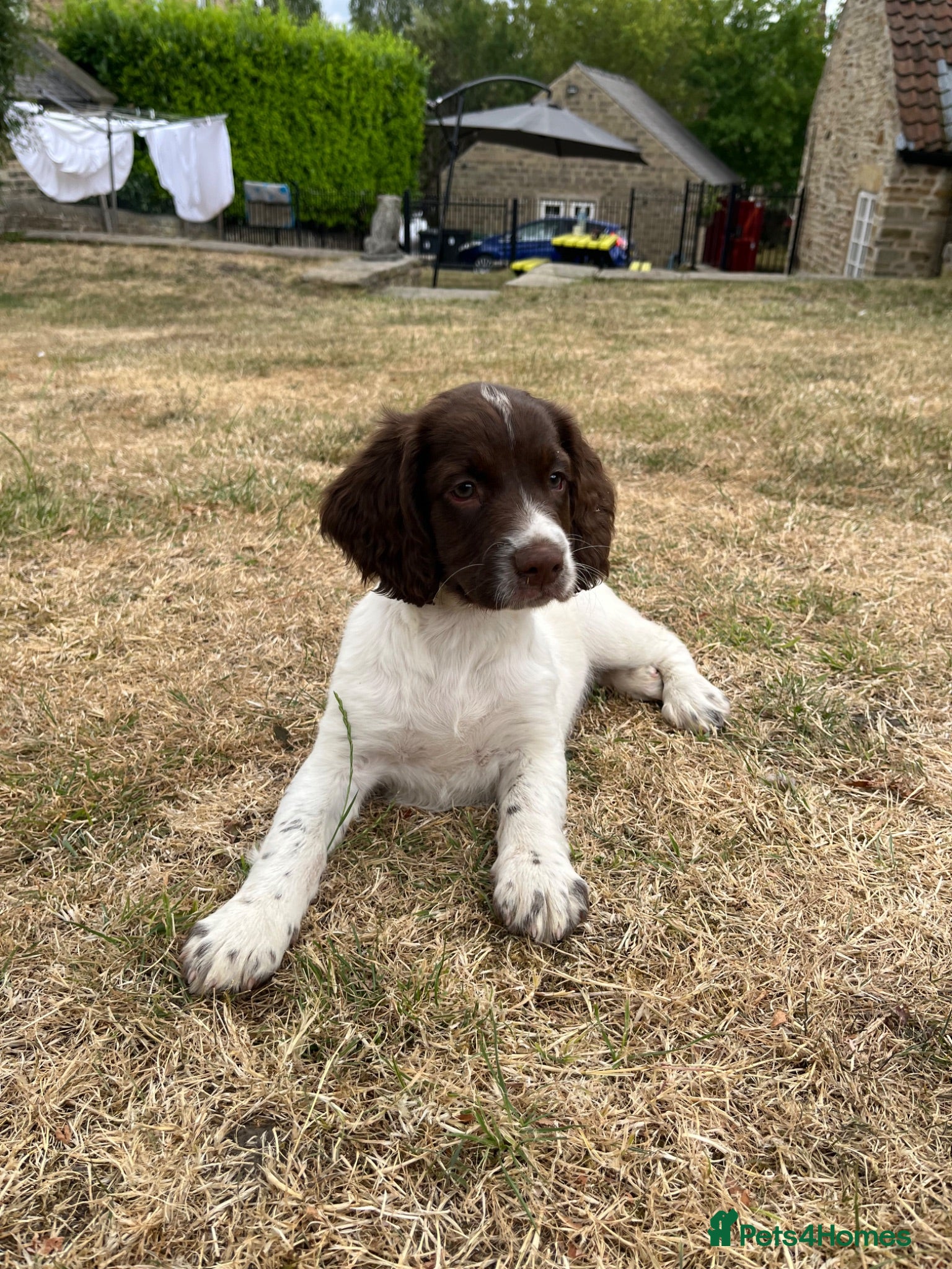 English Springer Spaniel dogs KC Reg Springer Spaniel Pups  - Advert 12