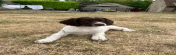 English Springer Spaniel dogs for sale: Springer Spaniels - Advert 5