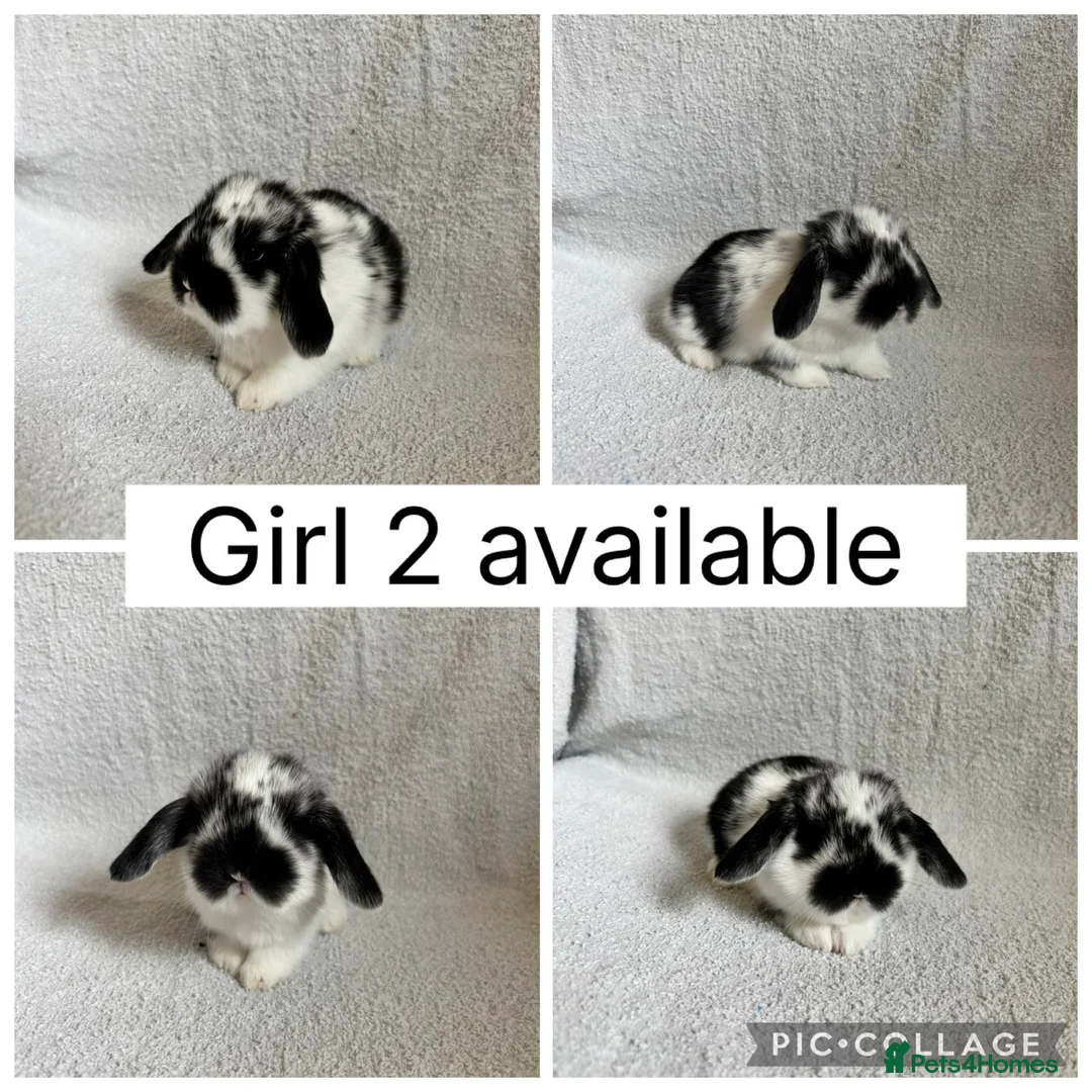 Mini Lop rabbits for sale: 4 baby mini lops ready to reserve! - Advert 4