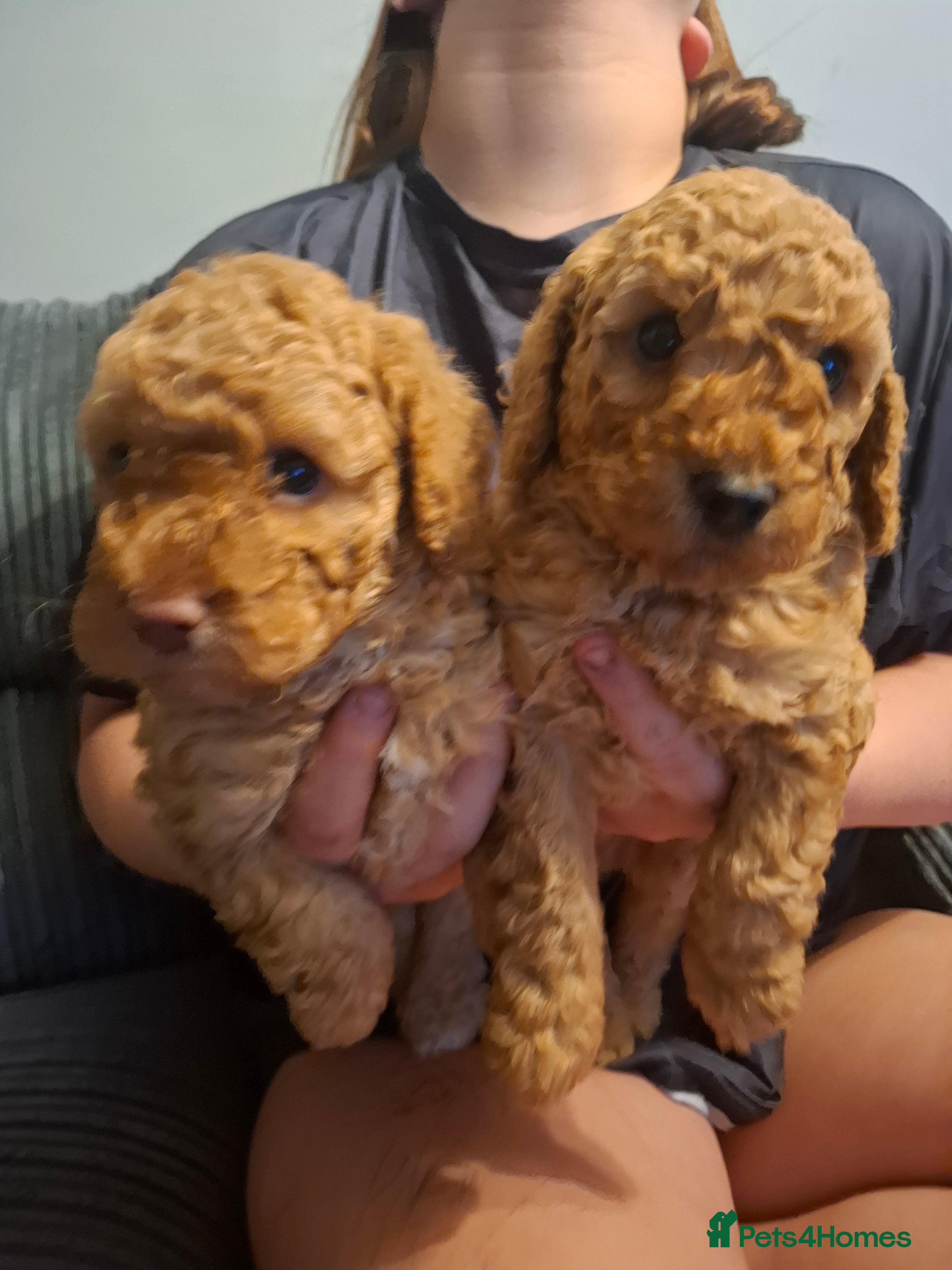 Cockapoo dogs Minature cockapoo  - Advert 7