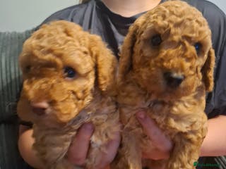 Cockapoo dogs Minature cockapoo - Advert 11