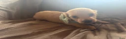 Miniature Dachshund dogs for sale: Cream Long Haired Pups KC - Advert 16