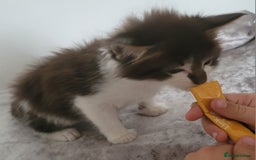 Maine Coon cats for sale: Maine coon X  - Image 4