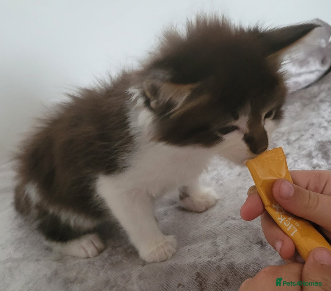 Maine Coon cats for sale: Maine coon X  - Image 4