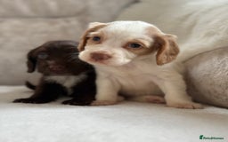 Cocker Spaniel dogs for sale: Stunning cocker spaniel puppies  - Image 10