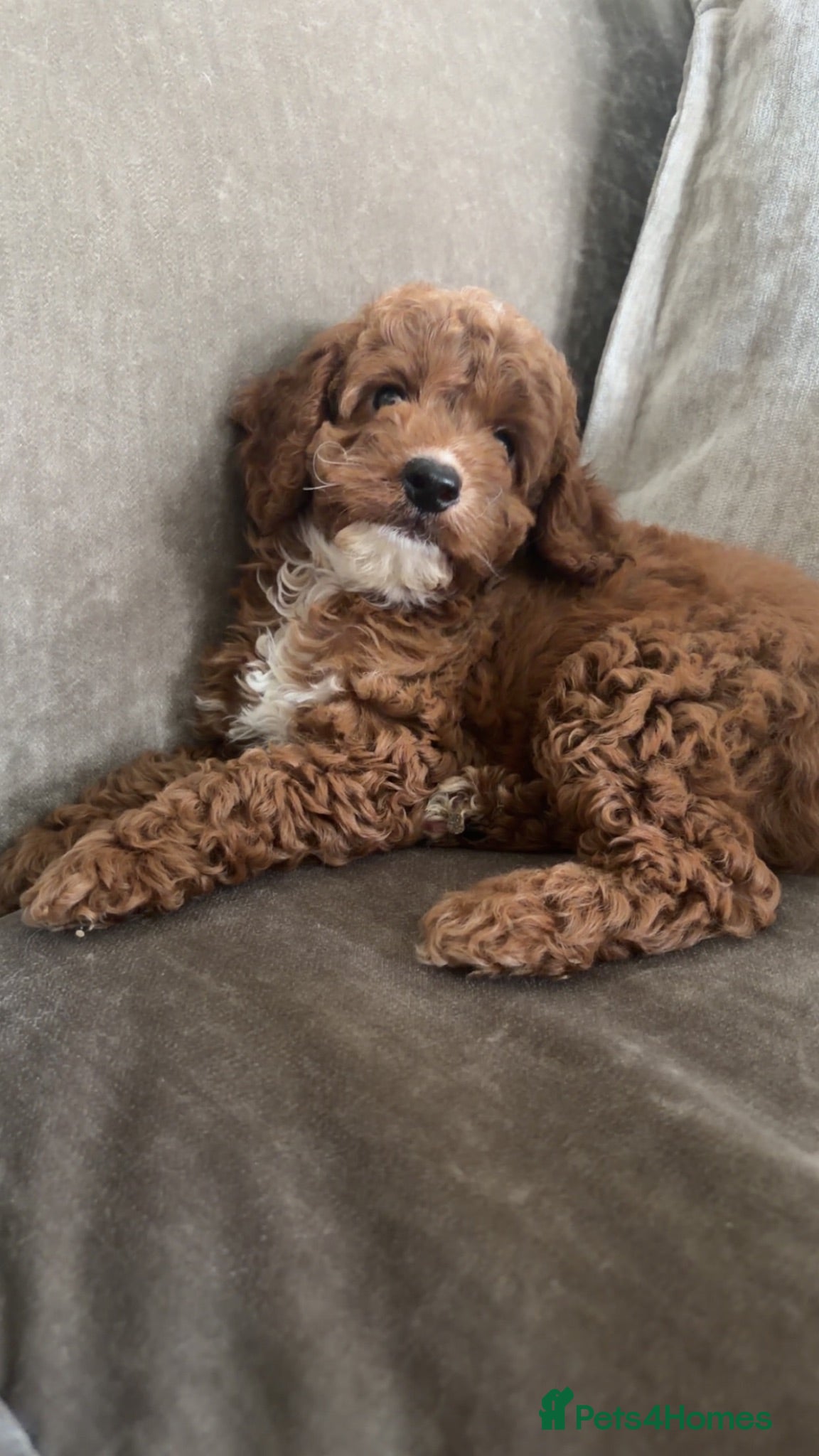 Cockapoo dogs 💗One tiny girl left💗Tiny F1b Cockerpoo  - Advert 1