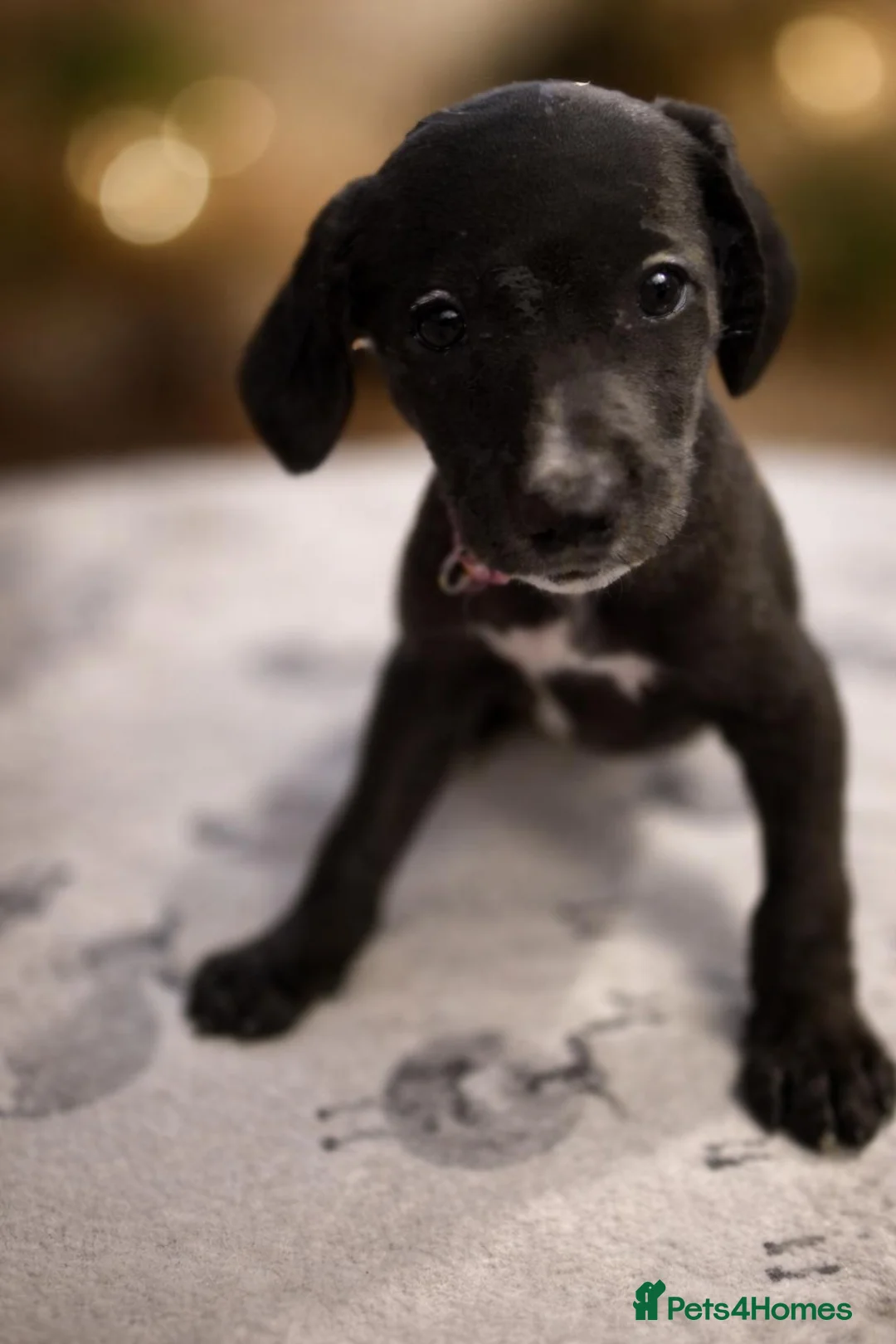 Lurcher dogs for sale: Pointer/Lurcher  in Scarborough - Advert 3