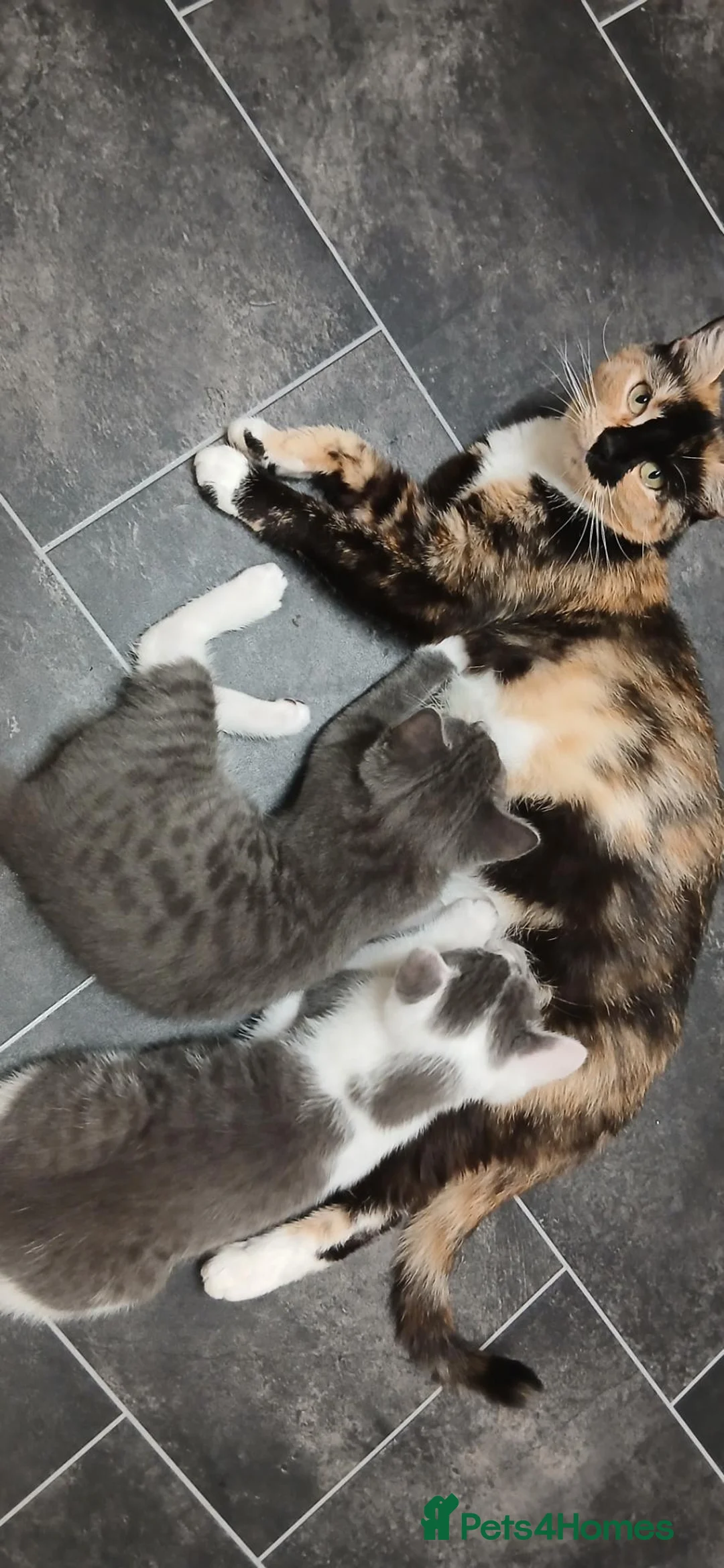 Mixed Breed cats for sale: 2 kittens  - Advert 1