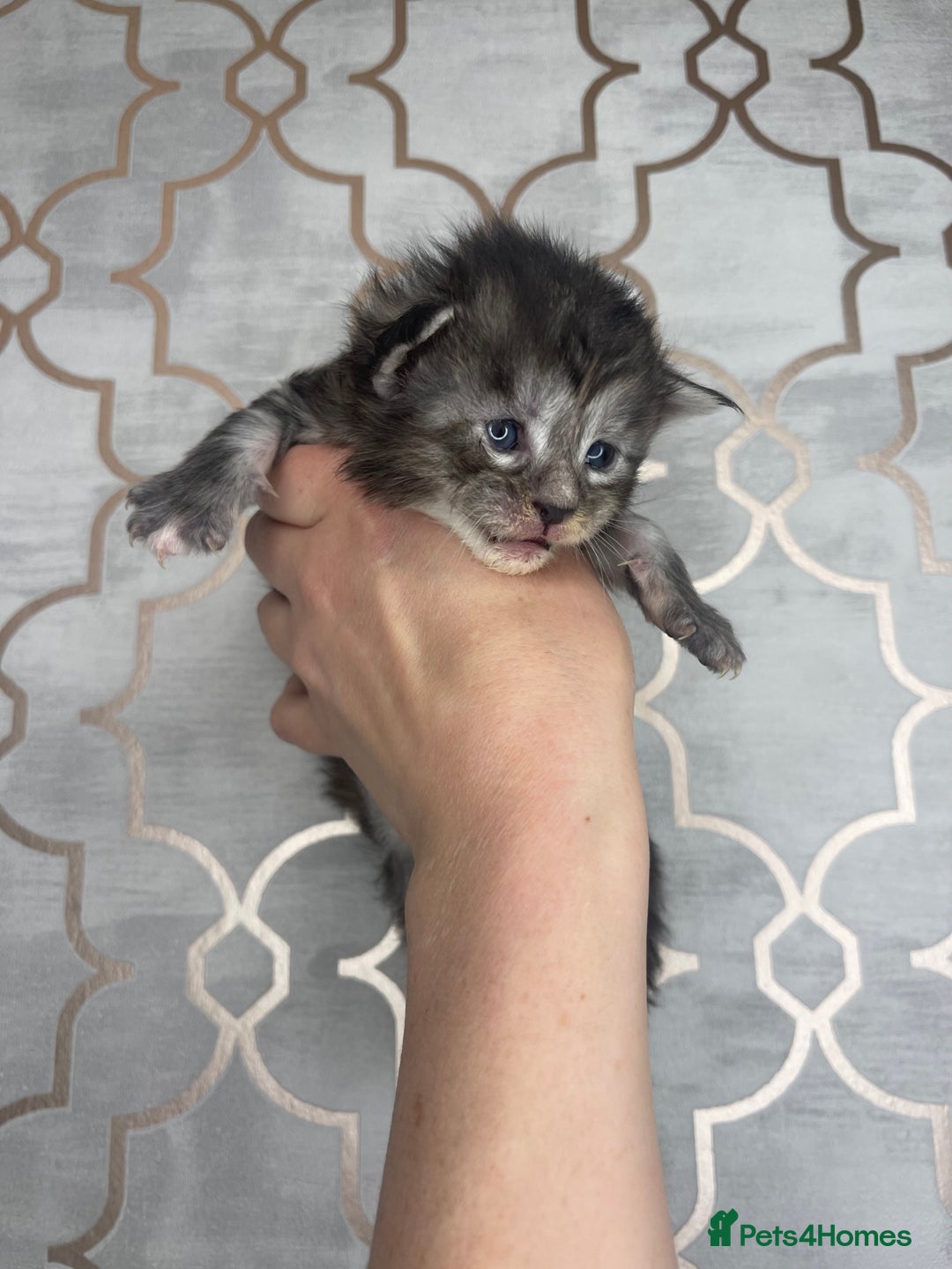 Maine Coon cats for sale: 🐾💛5 Sweet Maine Coons looking for forever home💛 - Advert 28