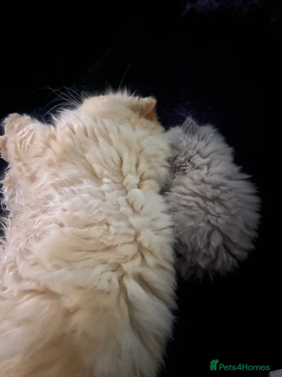 Persian cats for sale: 2 beautiful and lively Persians for sale  - Advert 5