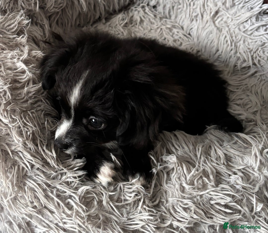 Chihuahua dogs for sale: Long Haired Chihuahua  - Advert 5