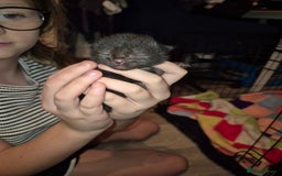 Mixed Breed cats for sale: Beautiful mixed bread kittens  - Image 4