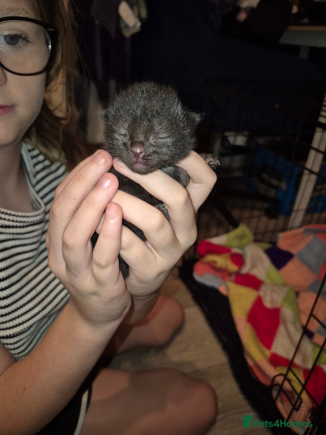Mixed Breed cats for sale: Beautiful mixed bread kittens  - Image 4
