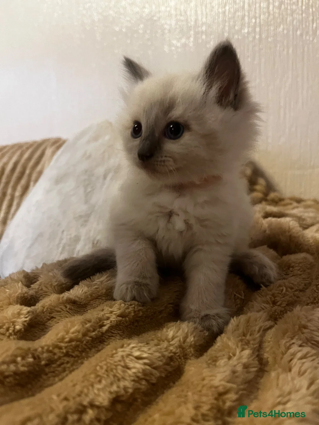 Ragdoll cats for sale: 🩵 3 Male Ragdoll Kittens 🩵 - Advert 22