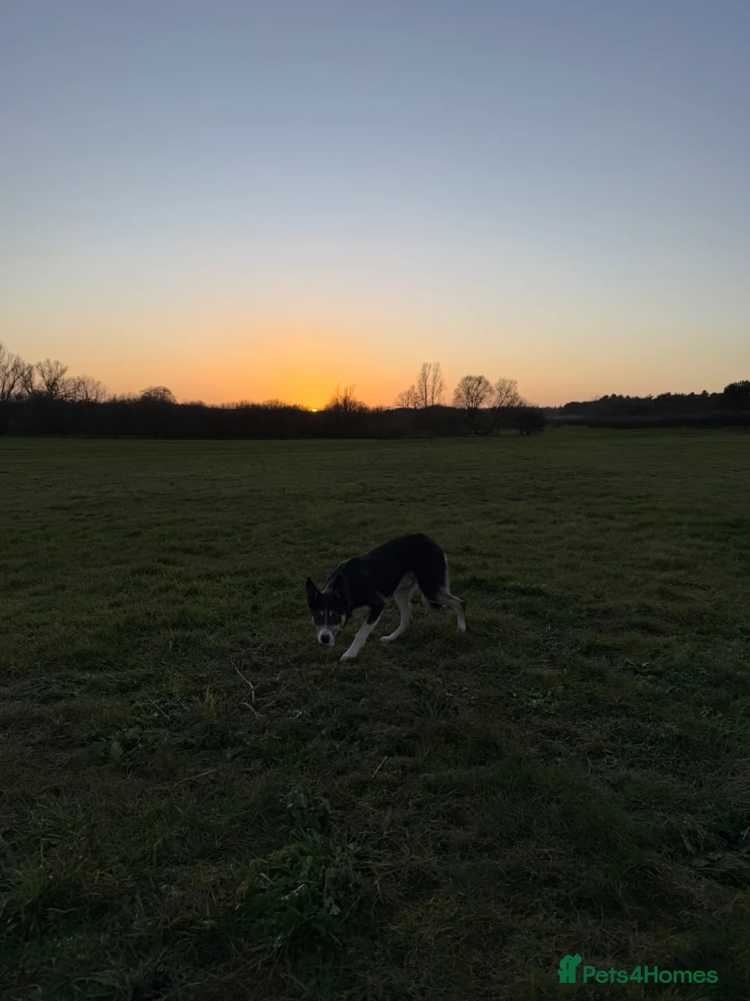 Border Collie dogs for sale: Isds registered sheepdog - Advert 1
