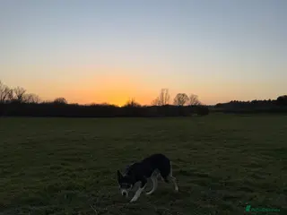 Border Collie dogs Isds registered sheepdog - Advert 2