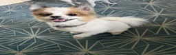 Pomeranian dogs for sale: Male Pomeranian  - Advert 4