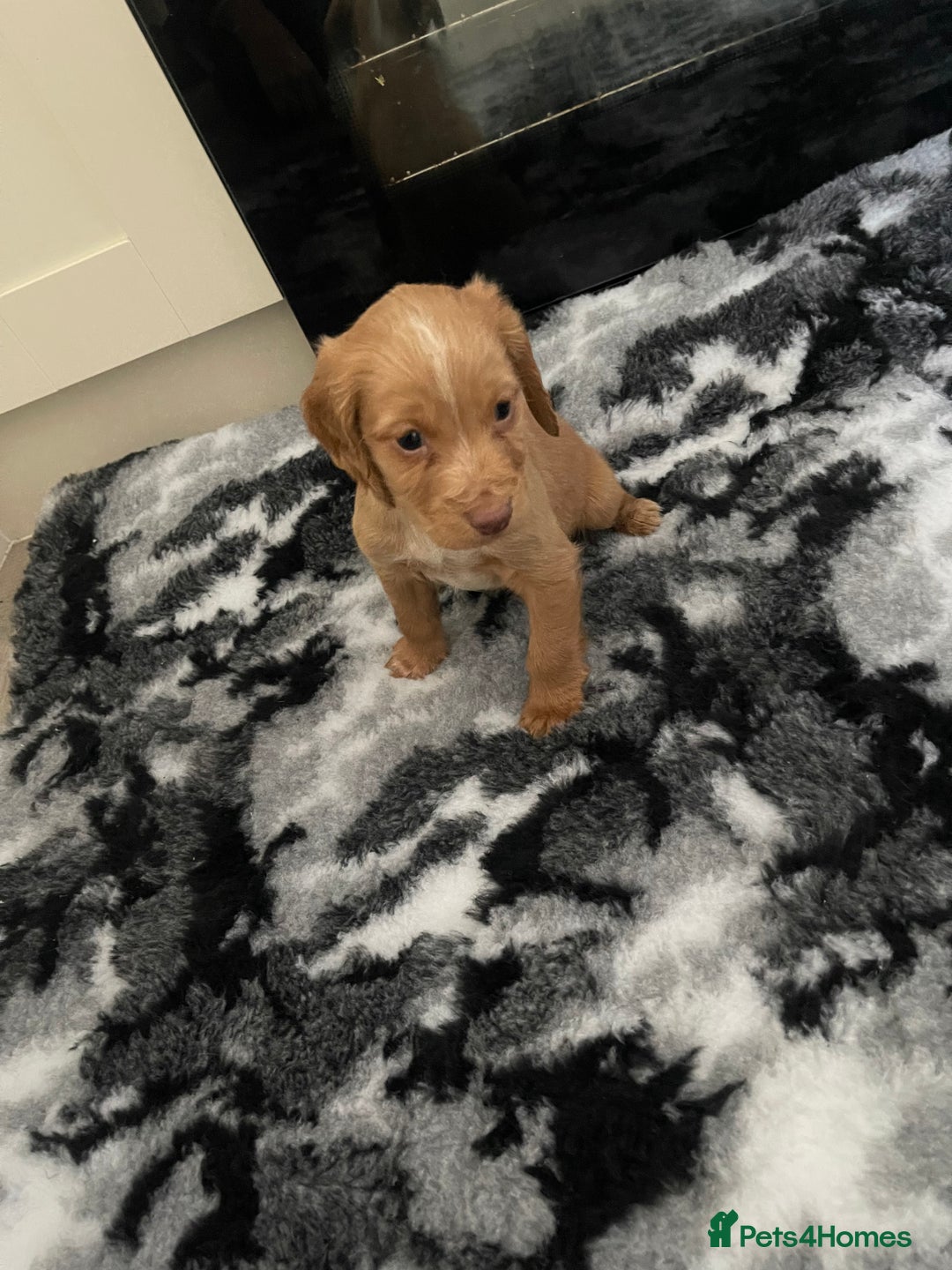 Cocker Spaniel dogs for sale: Cocker spaniels - Advert 4