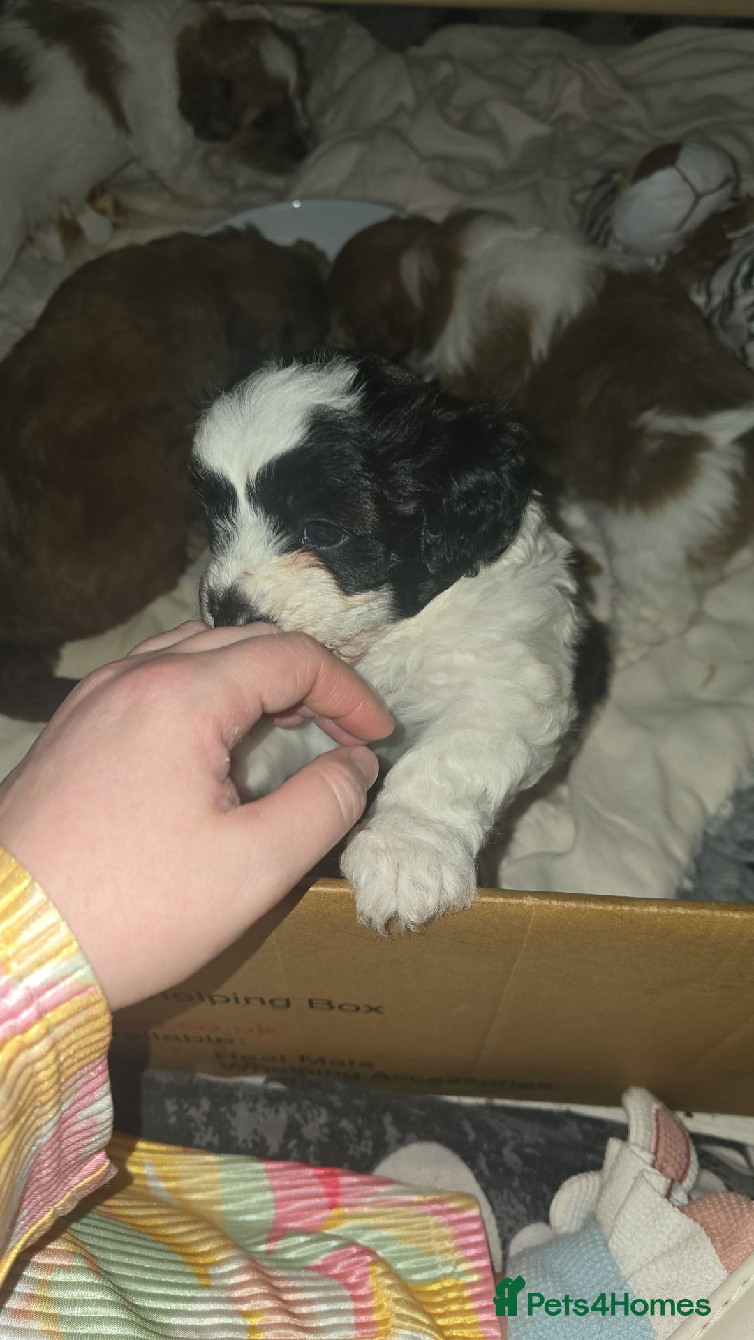 Mixed Breed dogs for sale: Beautiful litter of pomshis  - Advert 9