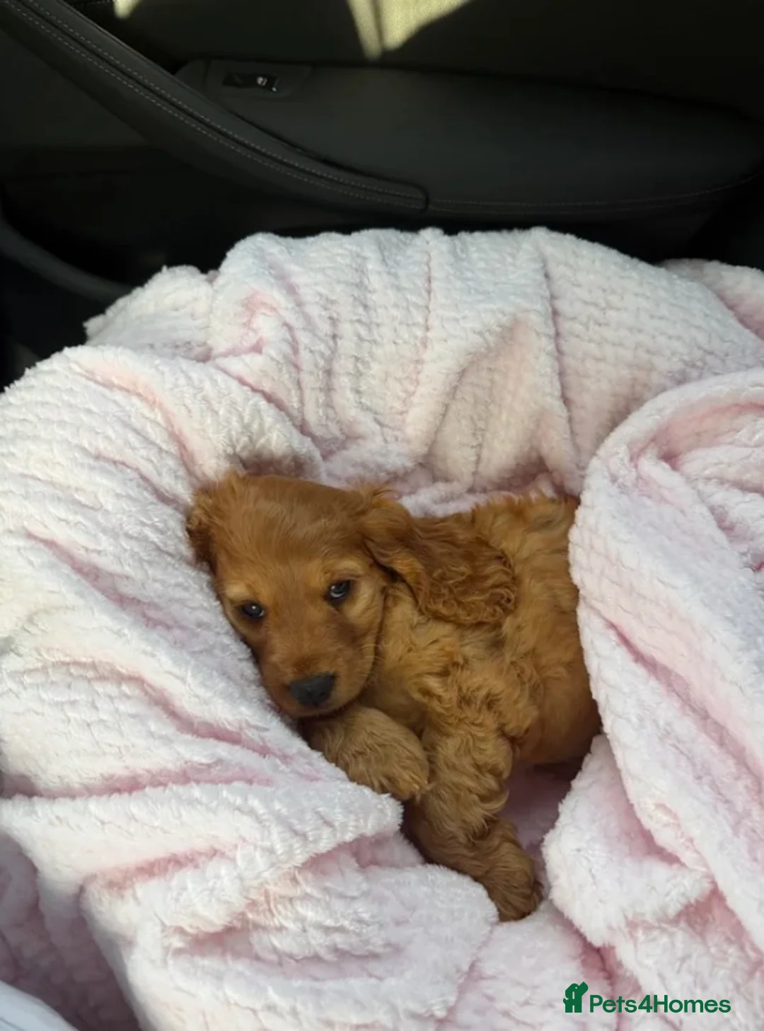 Cocker Spaniel dogs for sale: Golden Cocker Spaniel - Last male in litter  in London - Advert 5