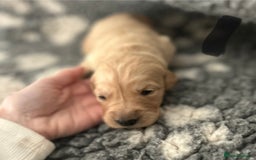 Golden Retriever dogs for sale: Remarkable Golden Retriever Puppies - Image 12