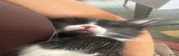 Mixed Breed cats for sale: Mixed breed kittens  - Advert 11