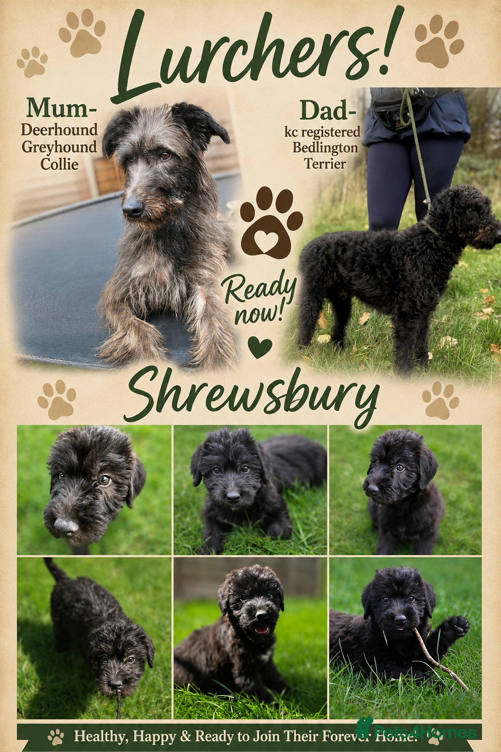 Lurcher dogs Deerhound Greyhound Collie/Bedlington  - Advert 15