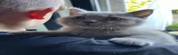 British Shorthair cats for sale: 2 boy kittens - Advert 3