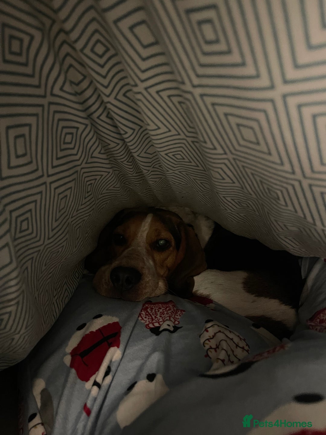 Beagle dogs for sale: Rehoming Charlie Boy  - Advert 4