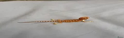 Bearded Dragon reptiles for sale: Very friendly dragons - Advert 12