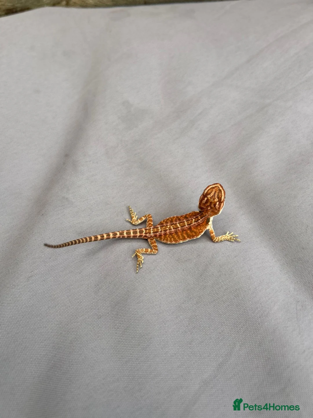 Bearded Dragon reptiles for sale: Very friendly dragons - Advert 12