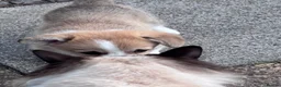 Welsh Corgi Pembroke dogs for sale: KC registered corgi puppy - Advert 18