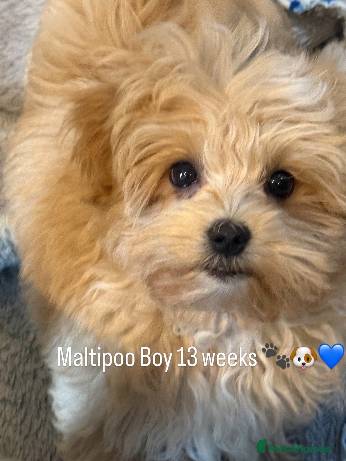 Maltipoo dogs Maltipoo Baby Boy - Advert 1