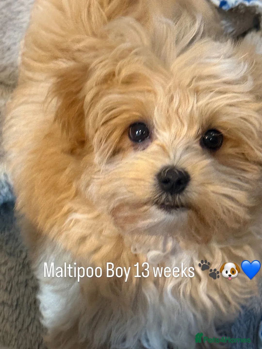 Maltipoo dogs for sale: Maltipoo Baby Boy - Advert 1
